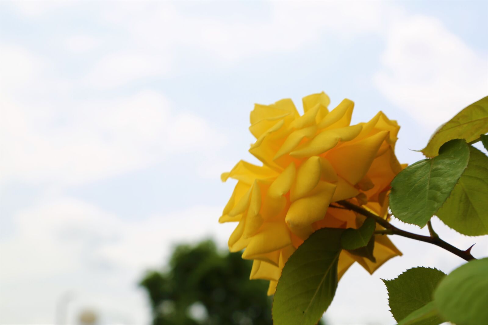 Canon EOS 5D Mark III sample photo. Rose, nature, love photography
