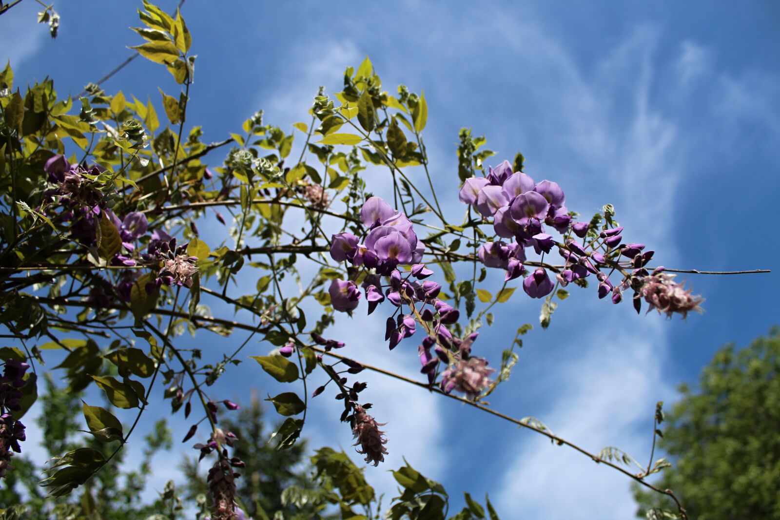 Canon EOS 1300D (EOS Rebel T6 / EOS Kiss X80) sample photo. The sky, flower photography