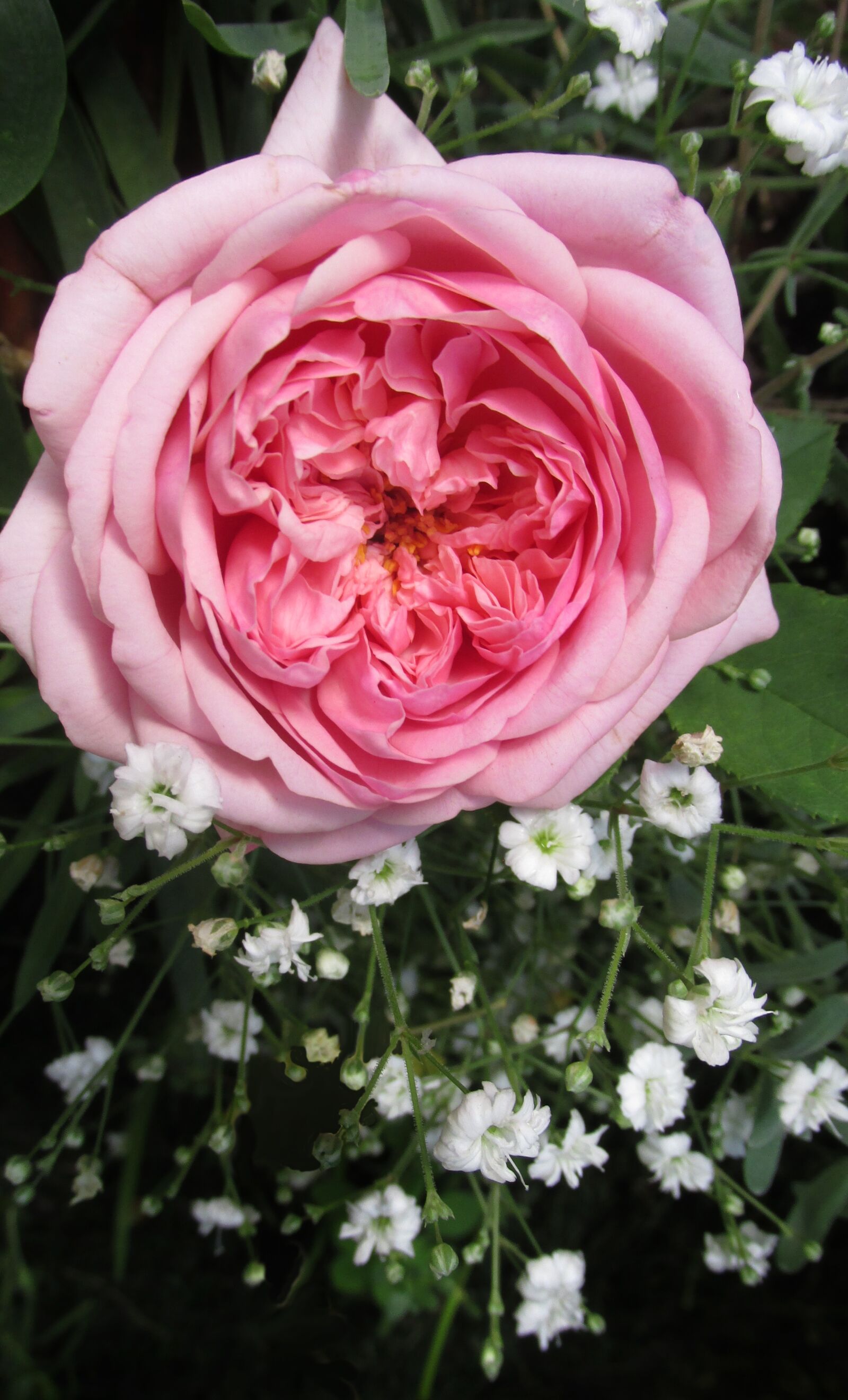 Canon PowerShot SX170 IS sample photo. Flower, pink, rose photography