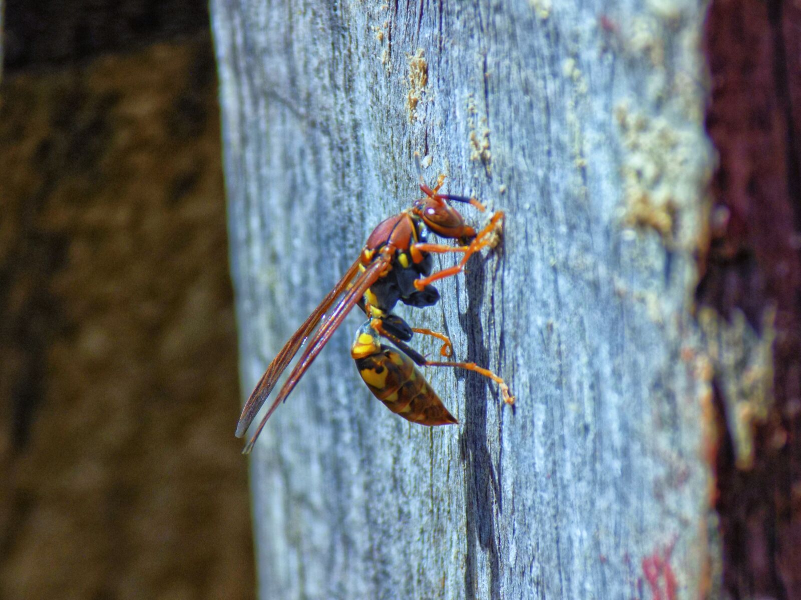 Nikon COOLPIX L330 sample photo. Wasp, insect, bee photography
