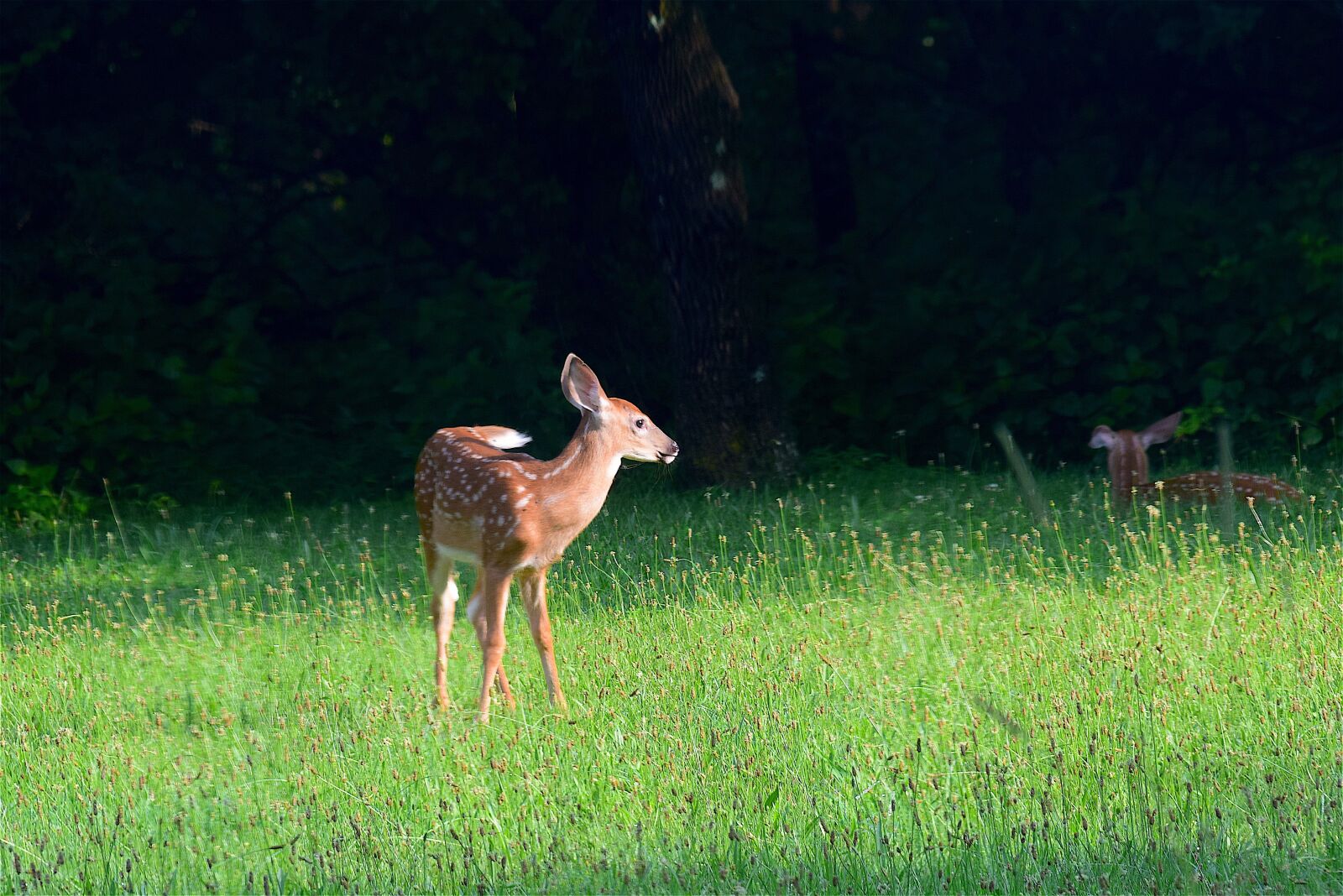Nikon D3300 sample photo. Fawn, looking, grass photography