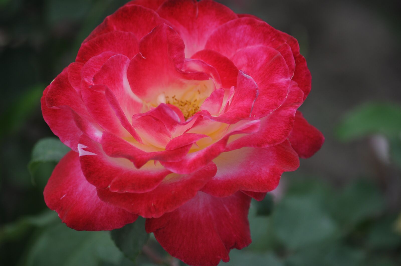 Nikon D5000 sample photo. Nature, flowers, roses photography