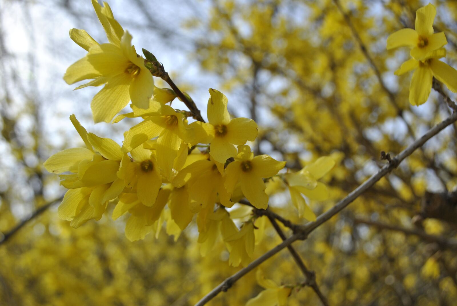 Nikon D3000 sample photo. Forsythia, yellow flowers, flowers photography