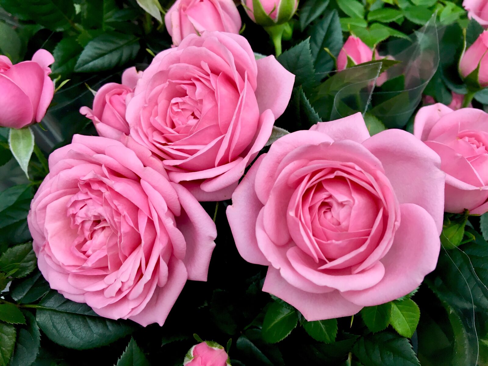 Apple iPhone 6s sample photo. Rose, pink, blossom photography