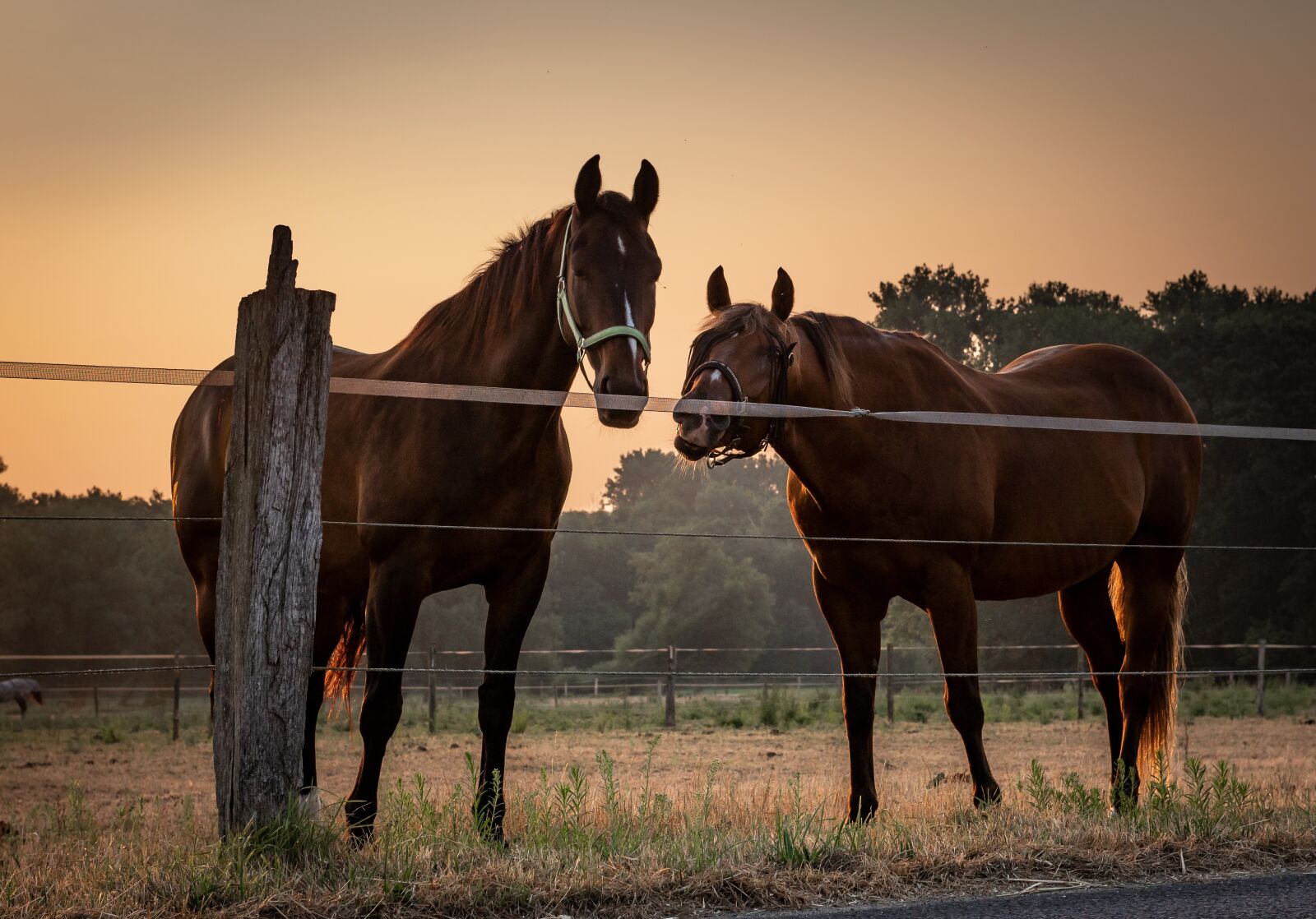 Nikon D750 sample photo. Animals, horses, sunrise photography