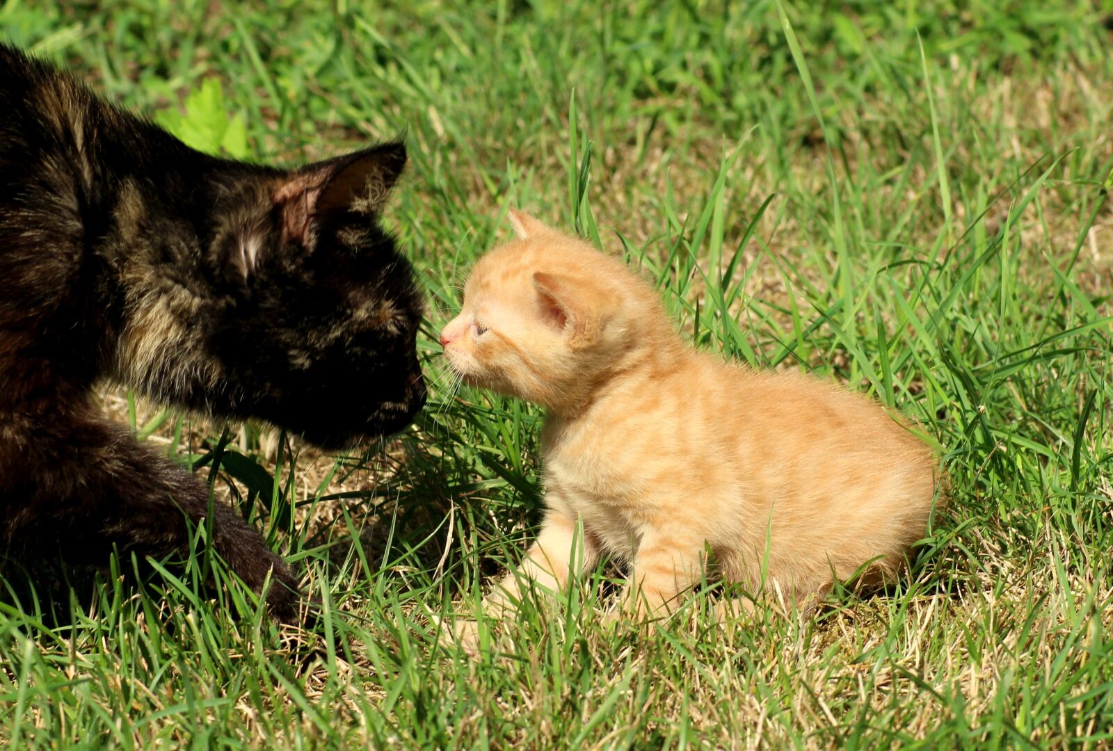 Canon EOS 1200D (EOS Rebel T5 / EOS Kiss X70 / EOS Hi) sample photo. Cat, animal, kitten photography