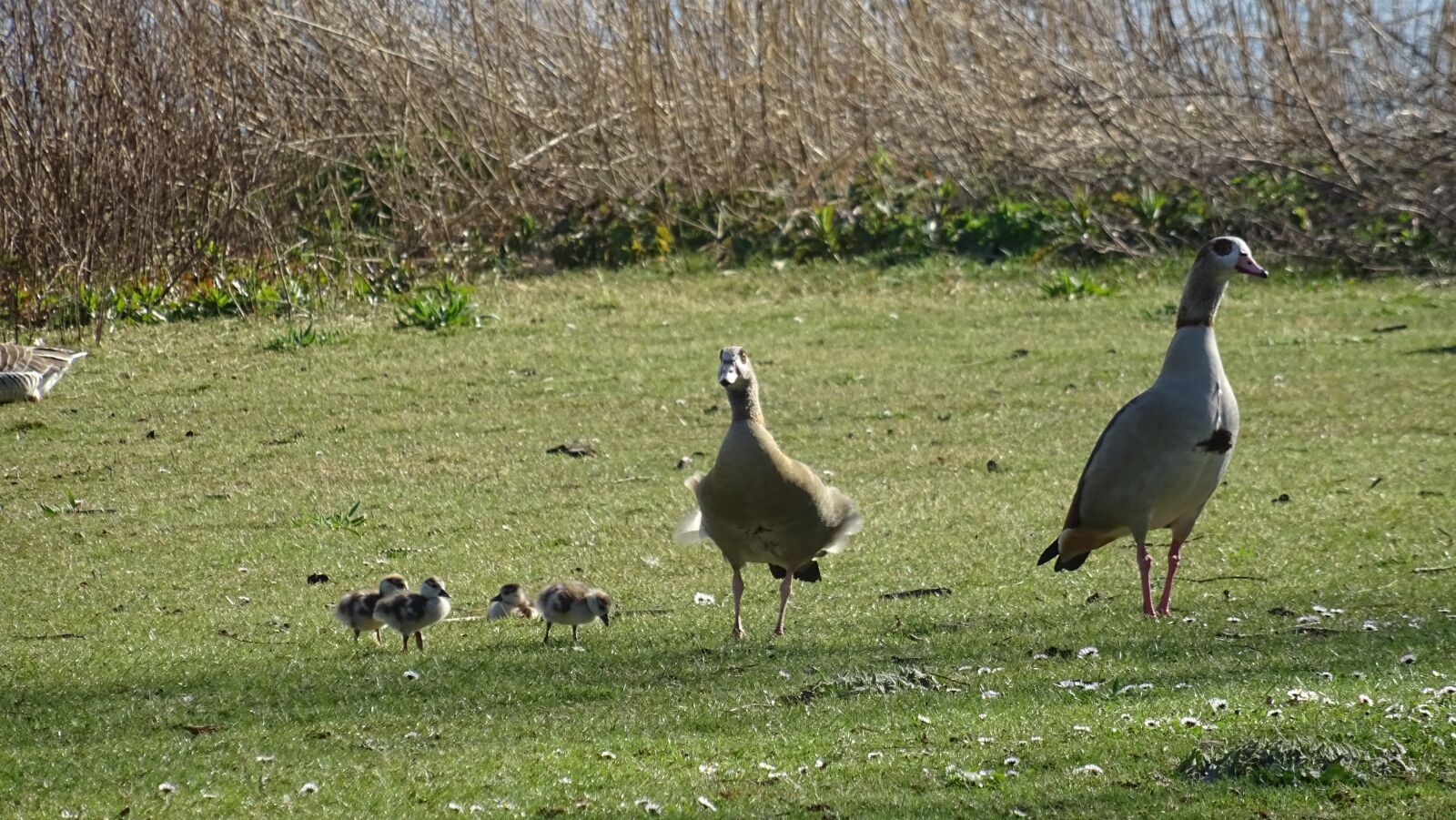 Sony DSC-HX60 sample photo. Geese, meadow, spring photography