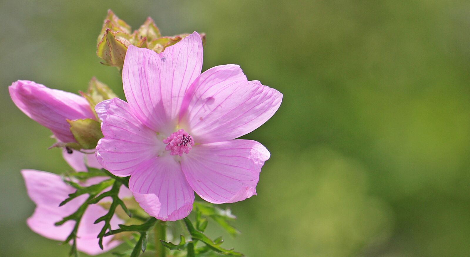 Canon EOS 550D (EOS Rebel T2i / EOS Kiss X4) sample photo. Sigmar wurz, mallow, rose photography