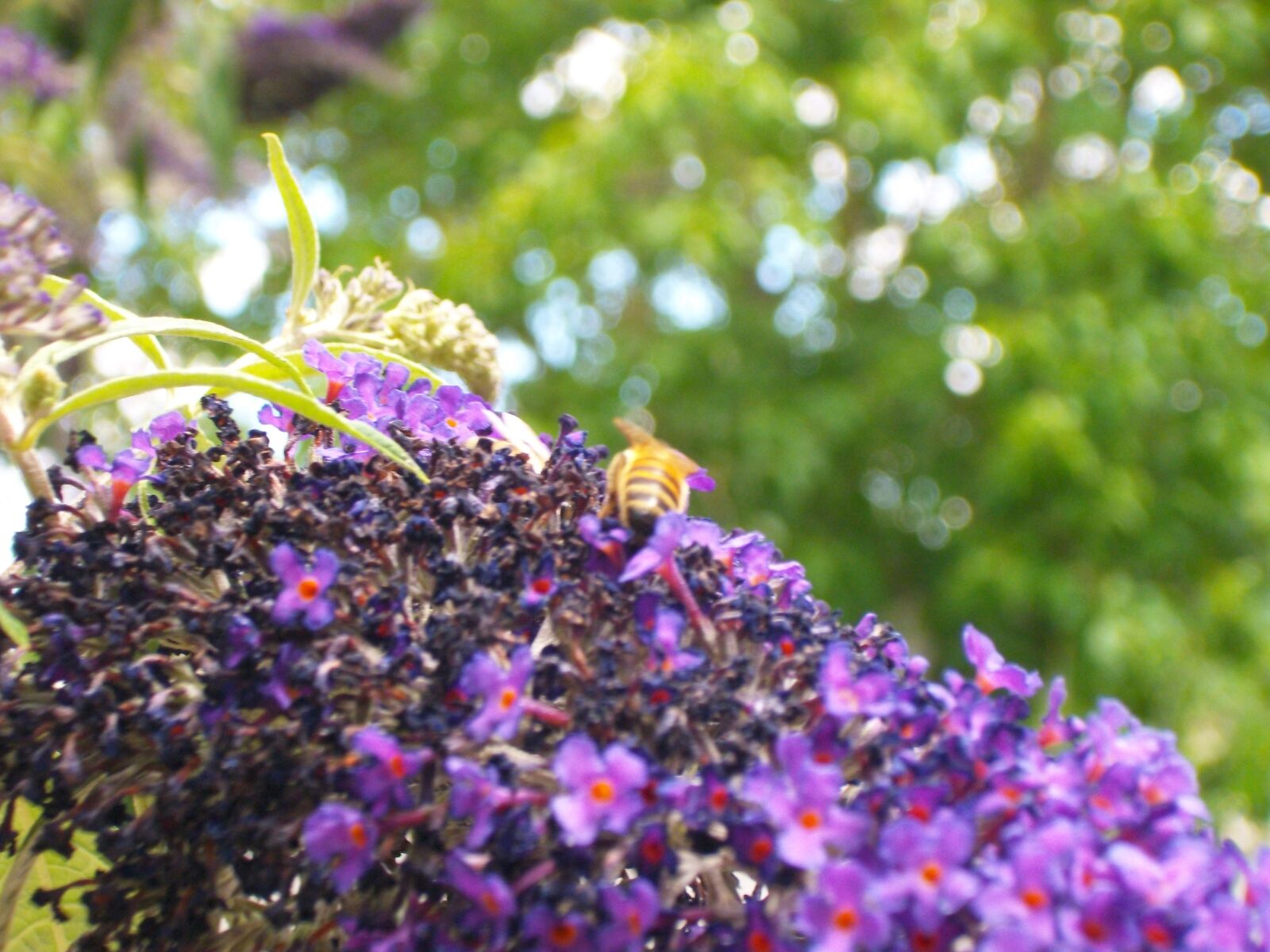 Pentax Optio M85 sample photo. Flower, tree, bee photography