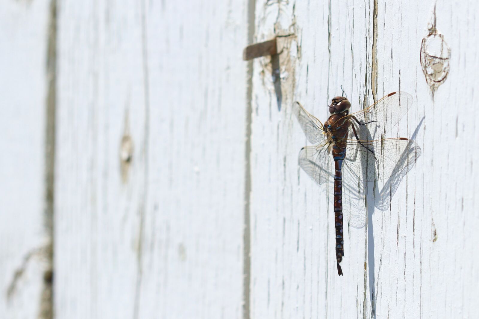 Canon EOS 800D (EOS Rebel T7i / EOS Kiss X9i) sample photo. Dragonfly on the wall photography