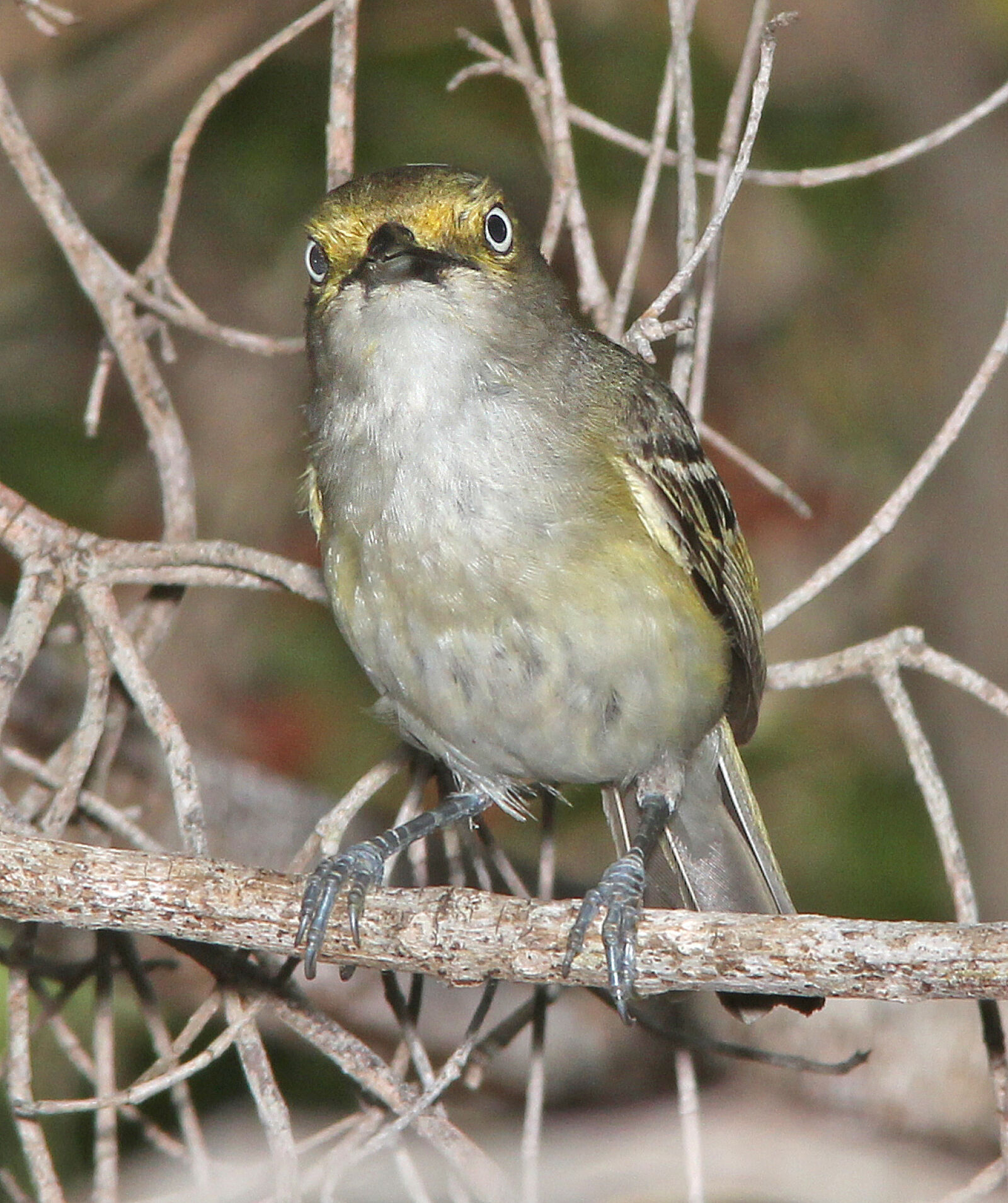 Canon EF 300mm F4L IS USM sample photo
