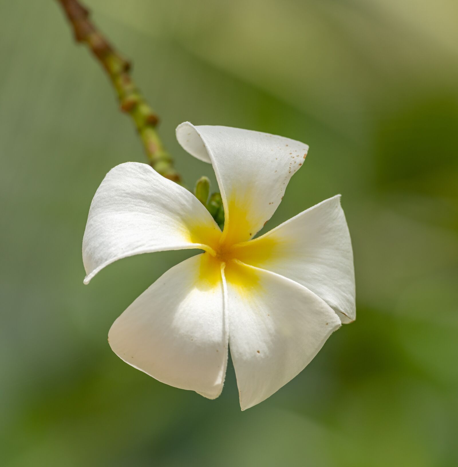 Nikon D850 sample photo. Flower, white, spring photography