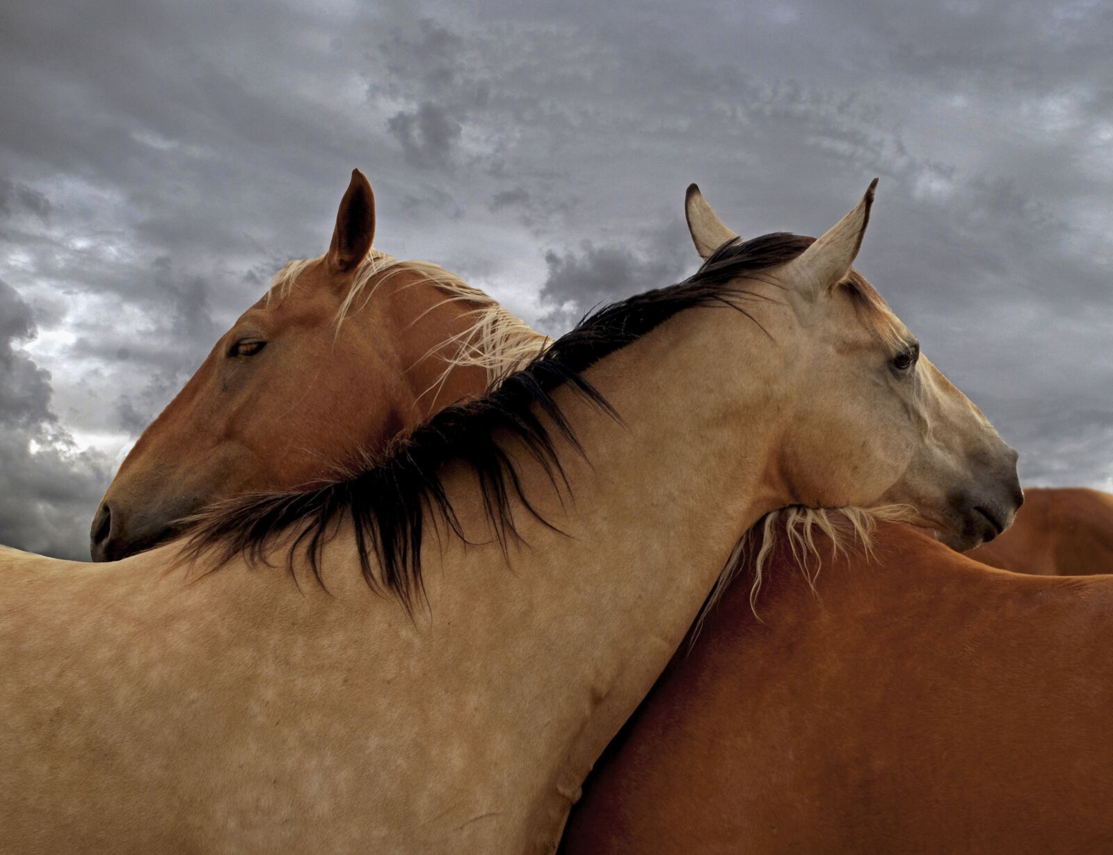 Nikon D80 sample photo. Horse, love, horses photography