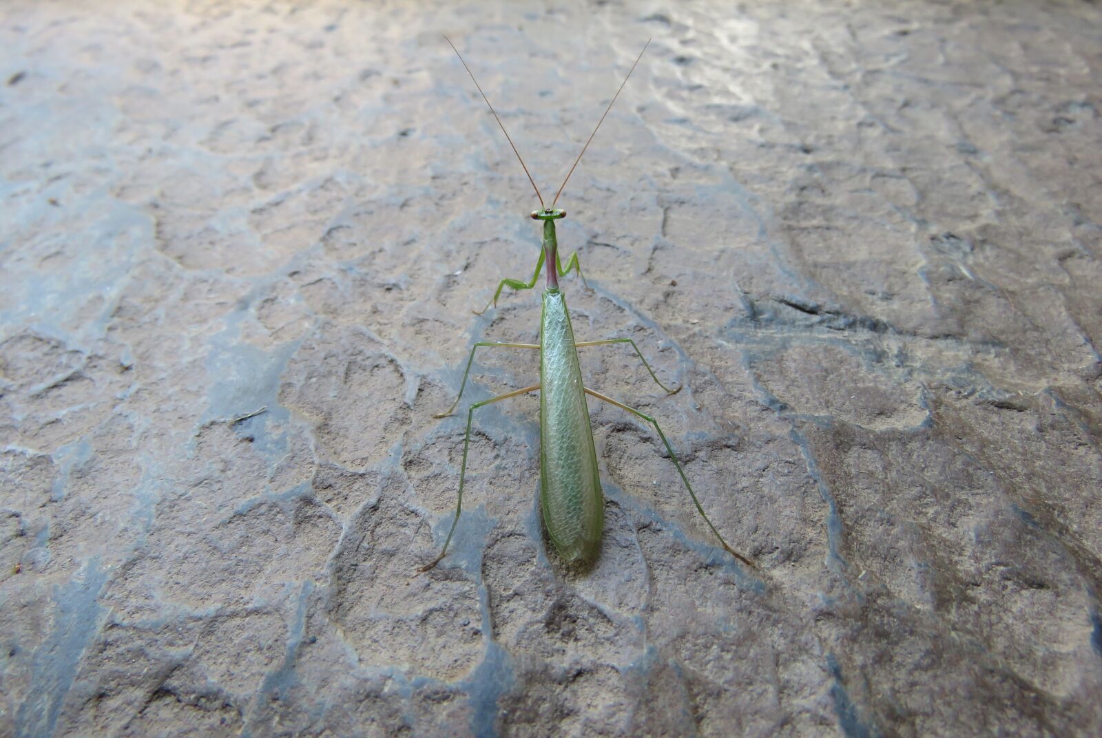 Canon PowerShot SX60 HS sample photo. Mantis, praying mantis, insect photography