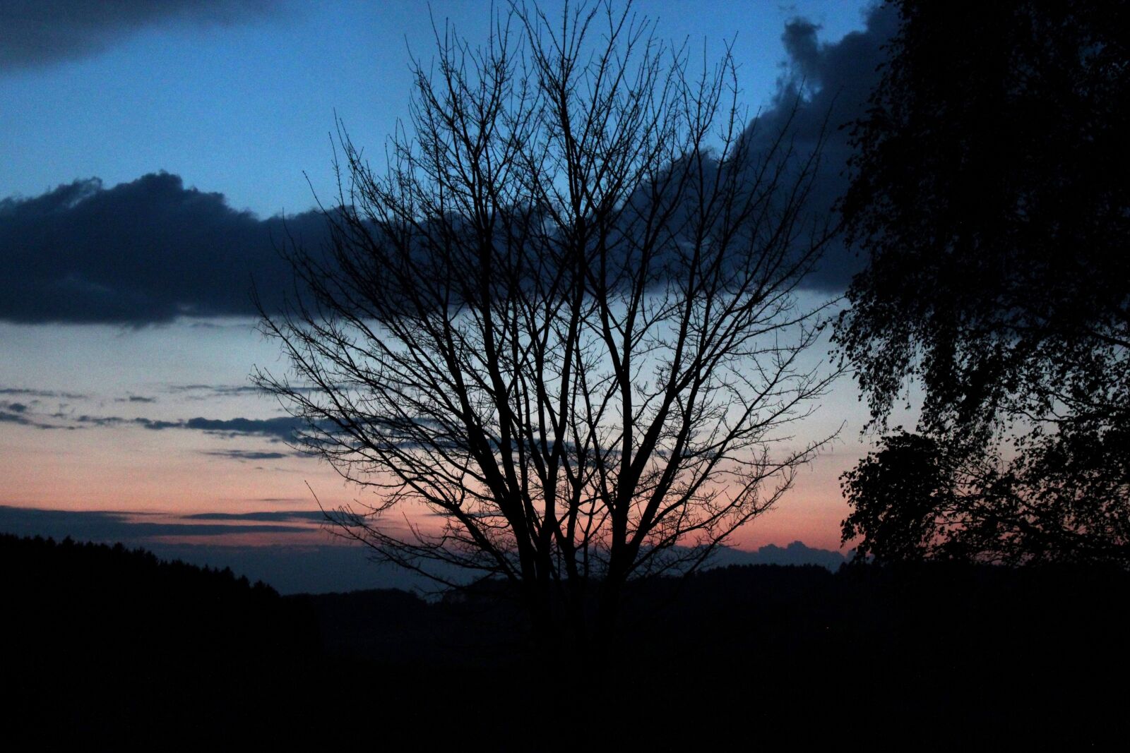 Canon EOS 600D (Rebel EOS T3i / EOS Kiss X5) sample photo. Evening sky, clouds, branches photography