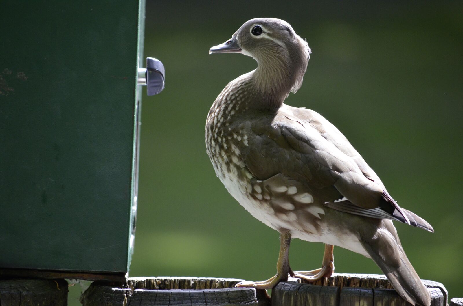 Nikon D5100 sample photo. Food, bird, automatic photography