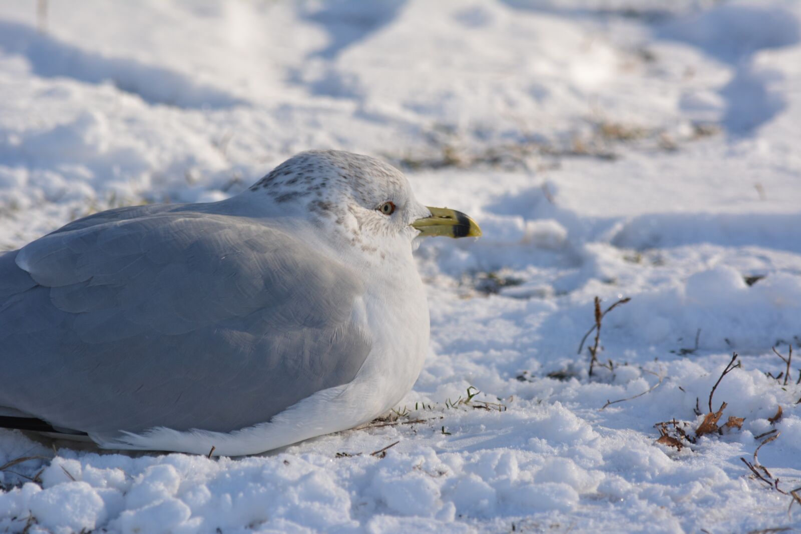 Nikon D5200 sample photo. Winter, bird, snow photography
