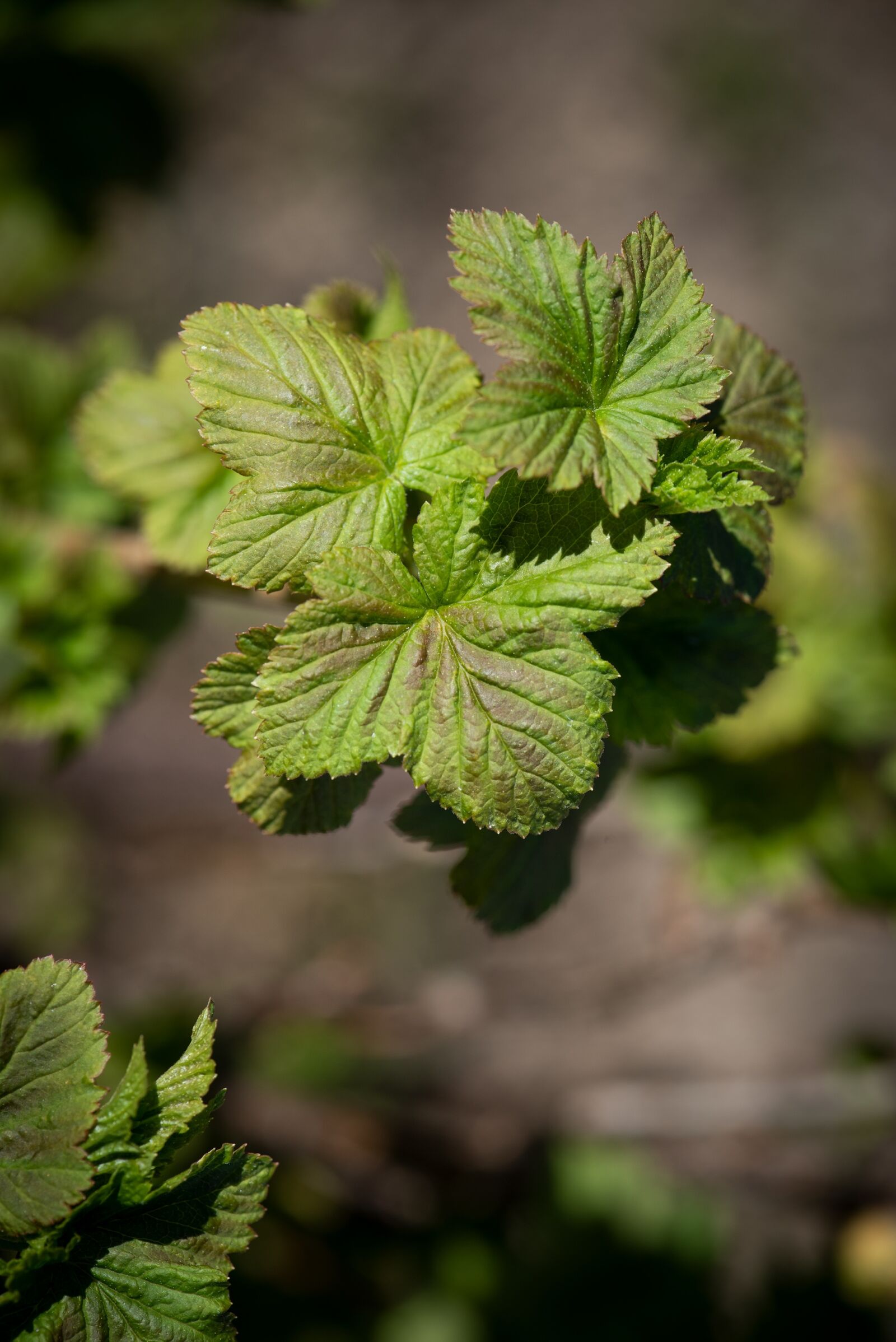 Nikon D750 sample photo. Leaves, green, currant photography
