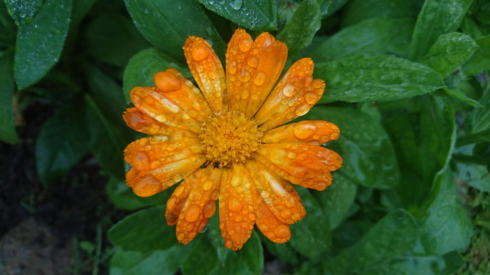 Sony Xperia Z5 Compact sample photo. Calendula, marigold, flowers photography