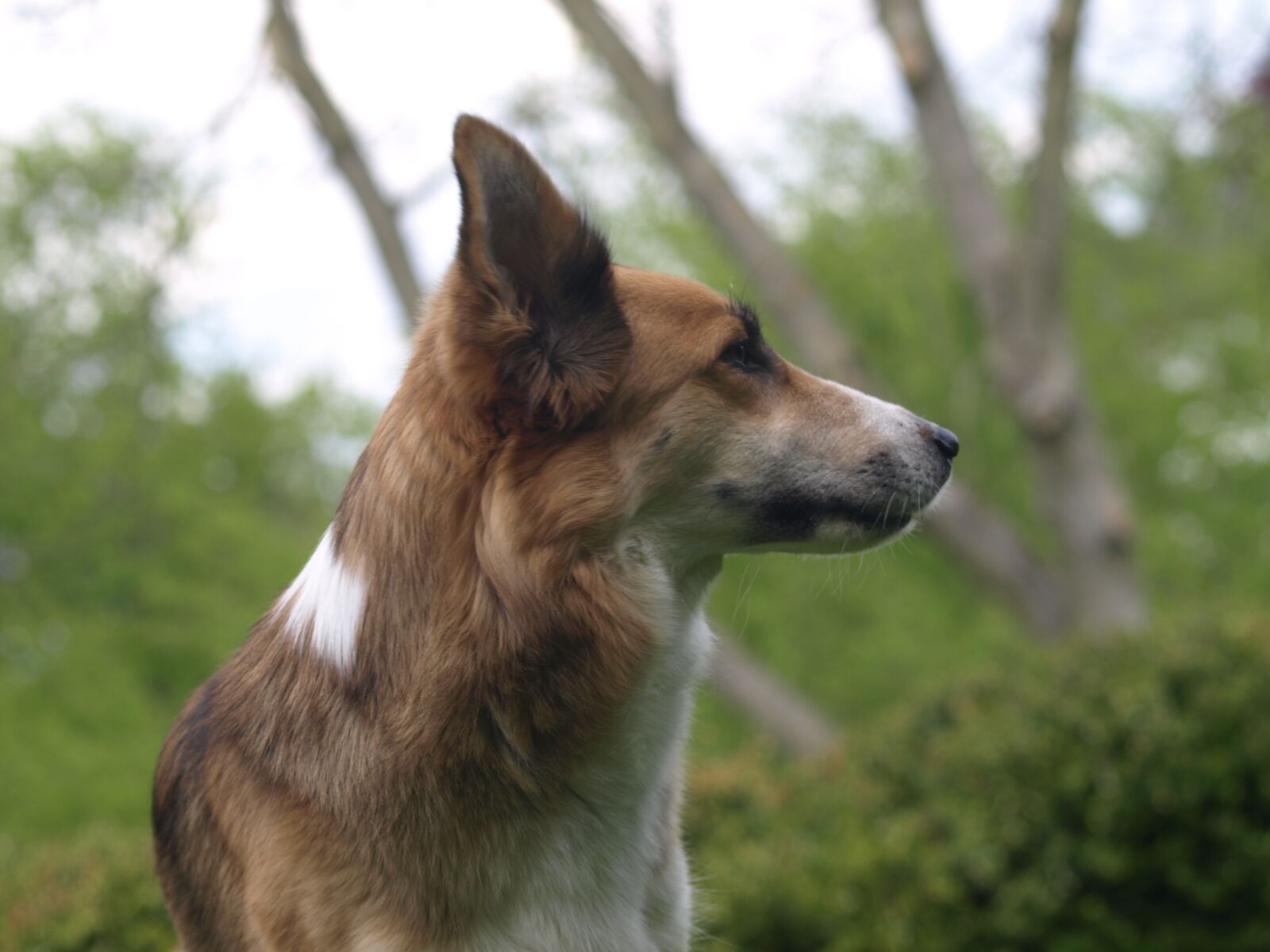 Olympus E-510 (EVOLT E-510) sample photo. Dog, hybrid, pet photography