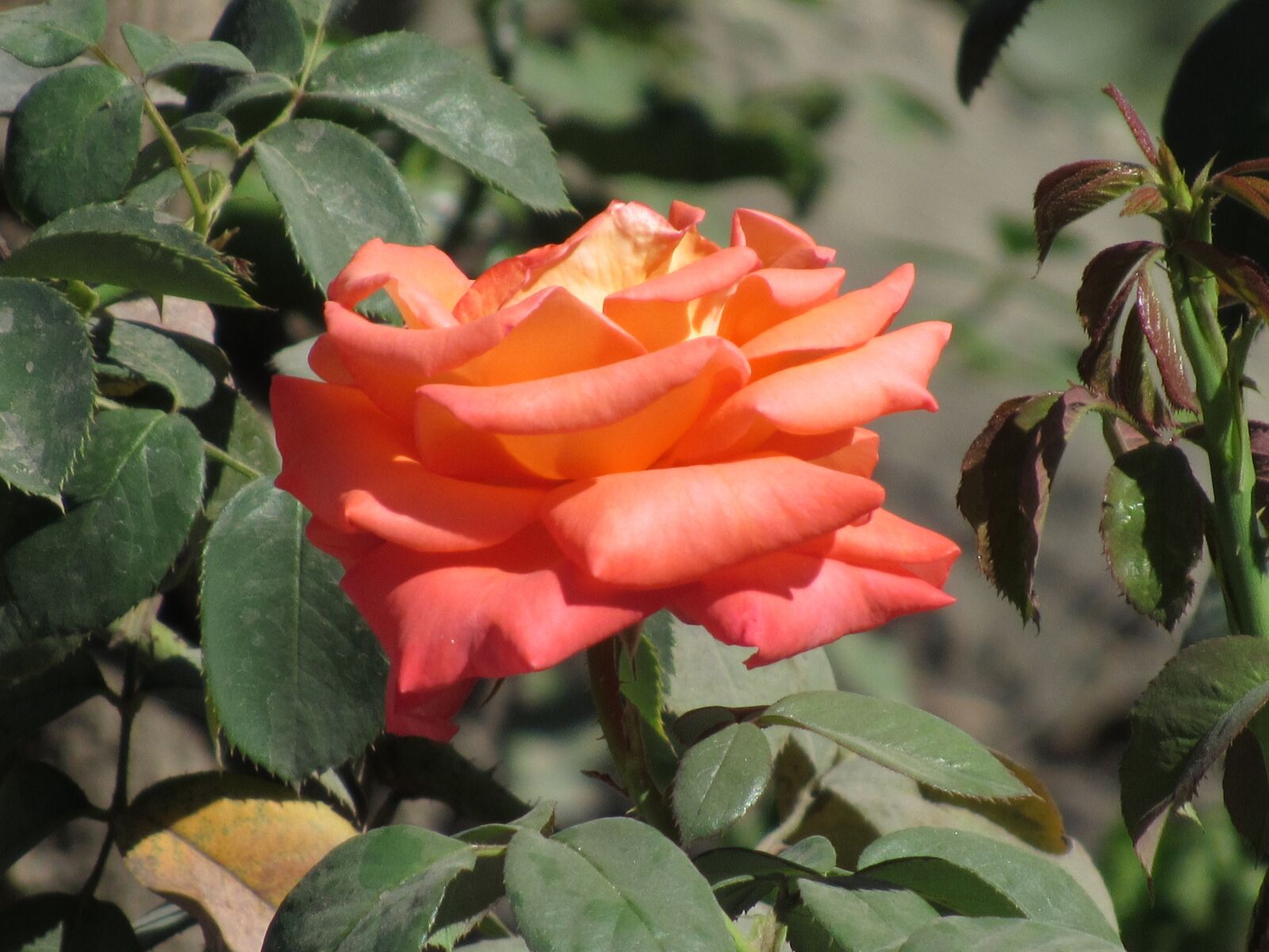 Canon PowerShot SX520 HS sample photo. Rose, flower, blossom photography