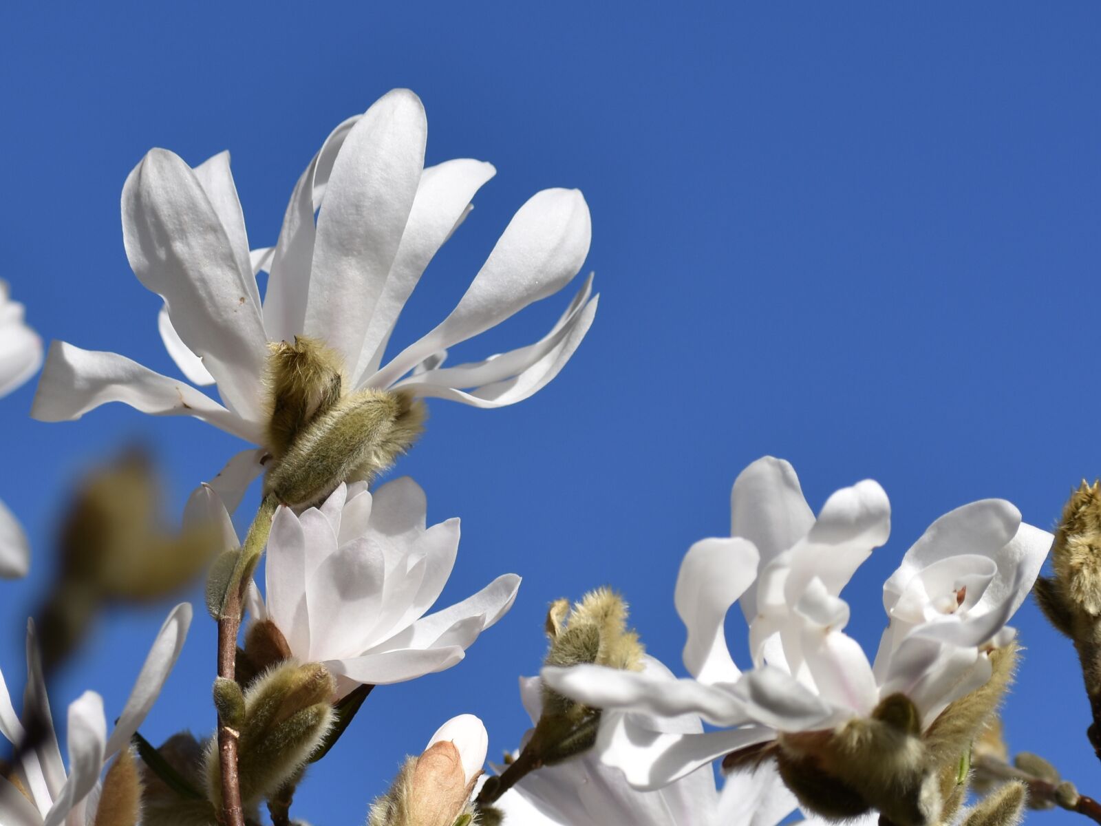Nikon D3400 sample photo. White, petals, blue sky photography