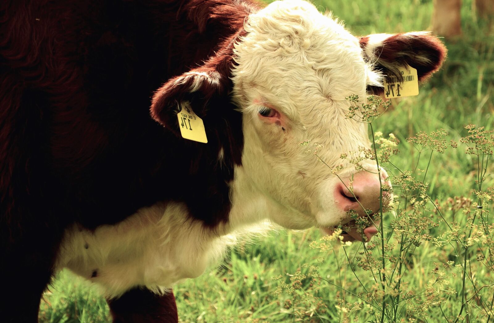 Nikon D5100 sample photo. Cow, domestic animal, animal photography