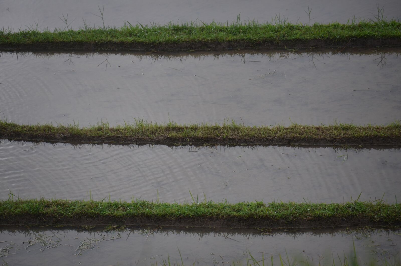Nikon D7000 sample photo. Rice, rice field, irrigation photography