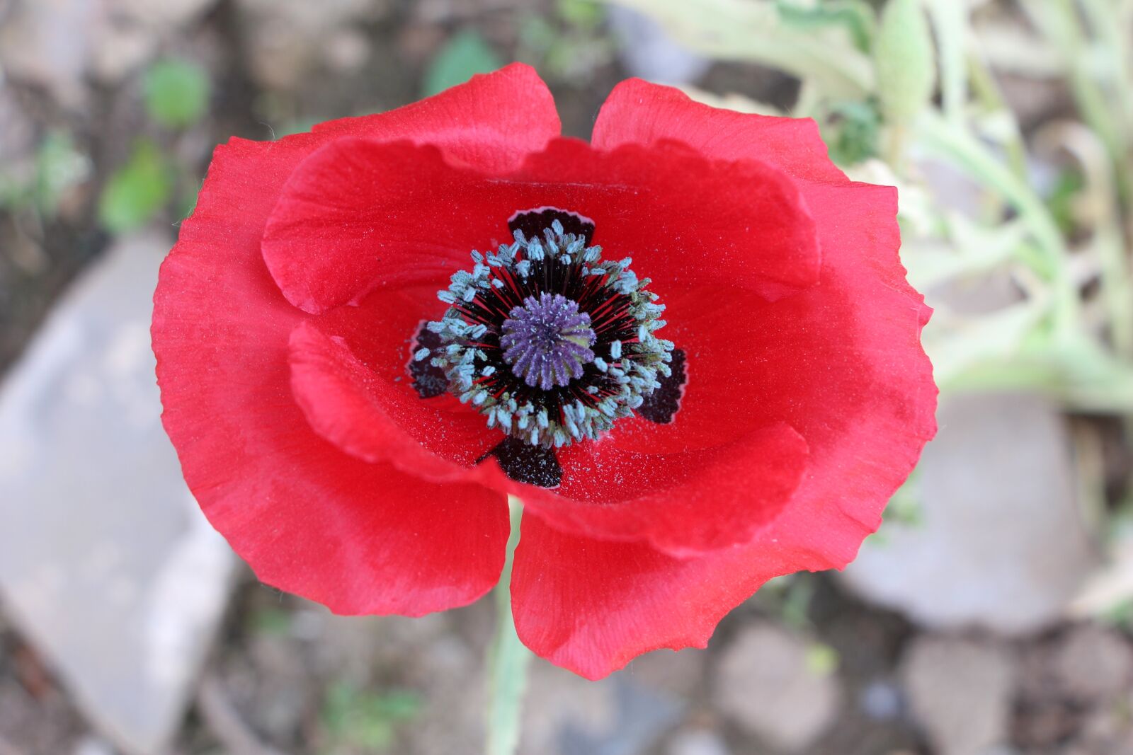 Canon EOS 700D (EOS Rebel T5i / EOS Kiss X7i) sample photo. Flower, plant, nature photography