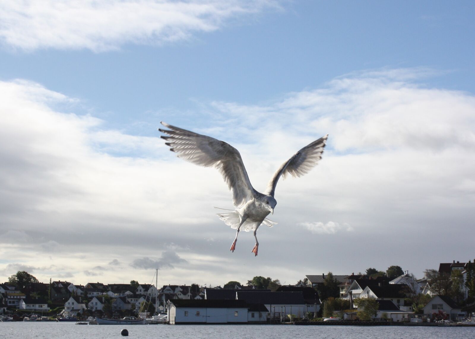 Canon EOS 450D (EOS Rebel XSi / EOS Kiss X2) sample photo. Seagull, bird, marine life photography