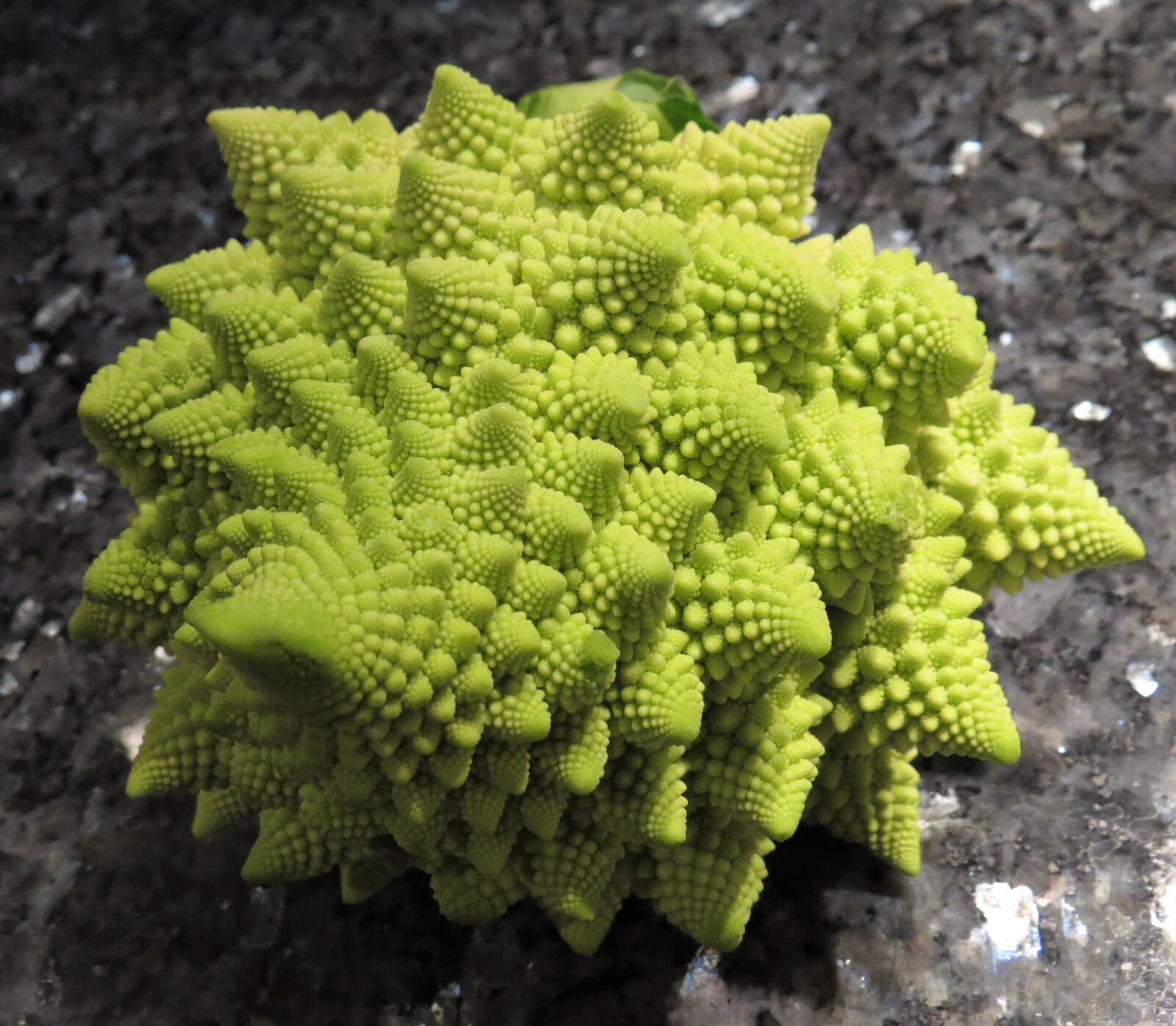 Canon PowerShot SX50 HS sample photo. Romanesco, cabbage, cauliflower photography
