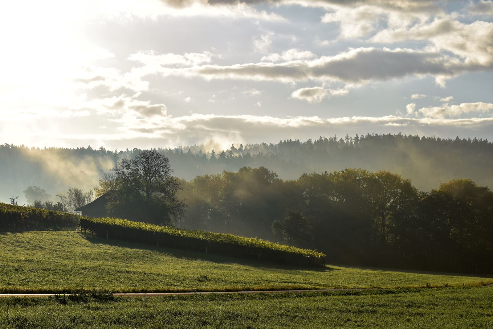 Nikon D5500 sample photo. Autumn, landscape, fog photography