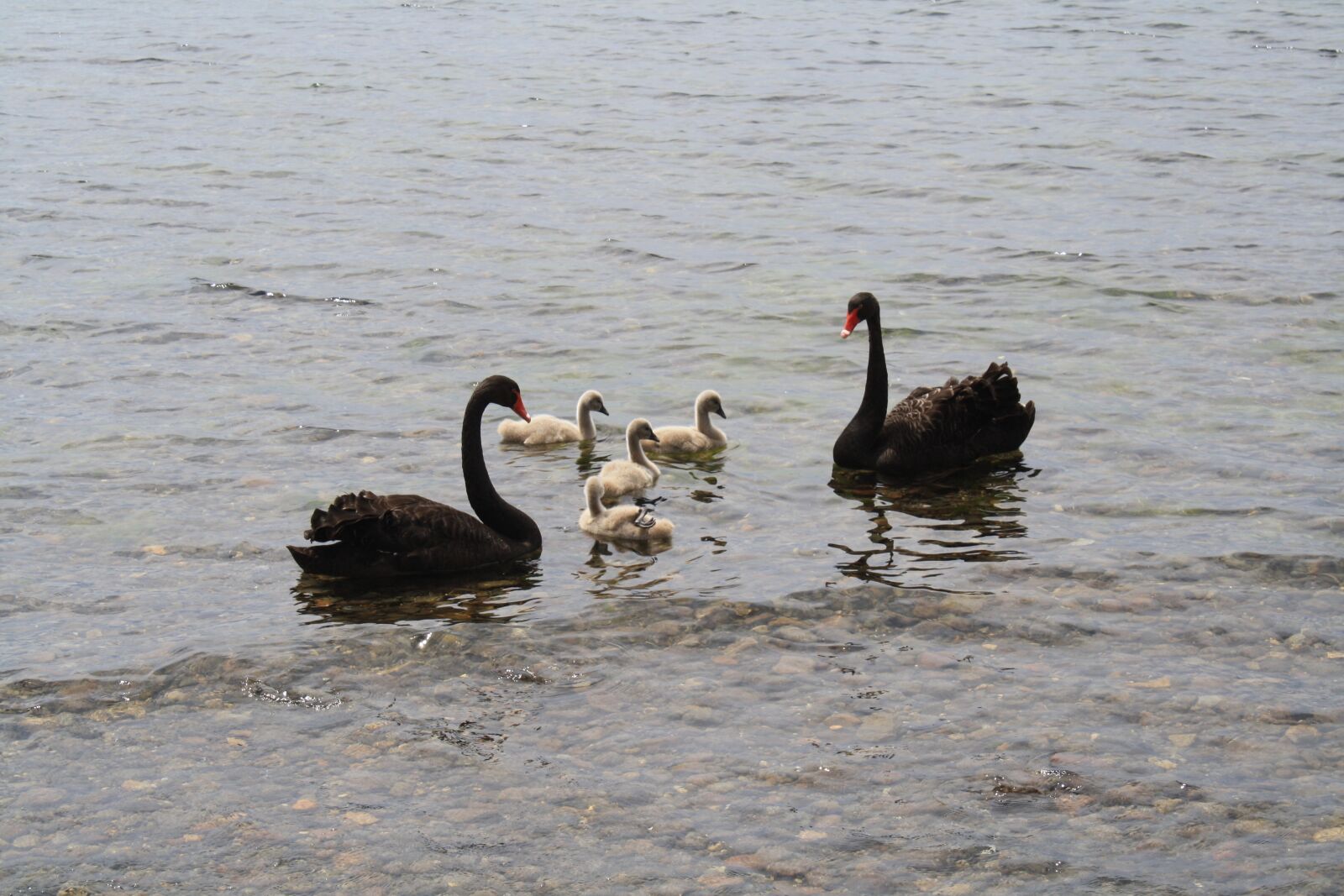 Canon EOS 1000D (EOS Digital Rebel XS / EOS Kiss F) sample photo. New zealand, swans photography