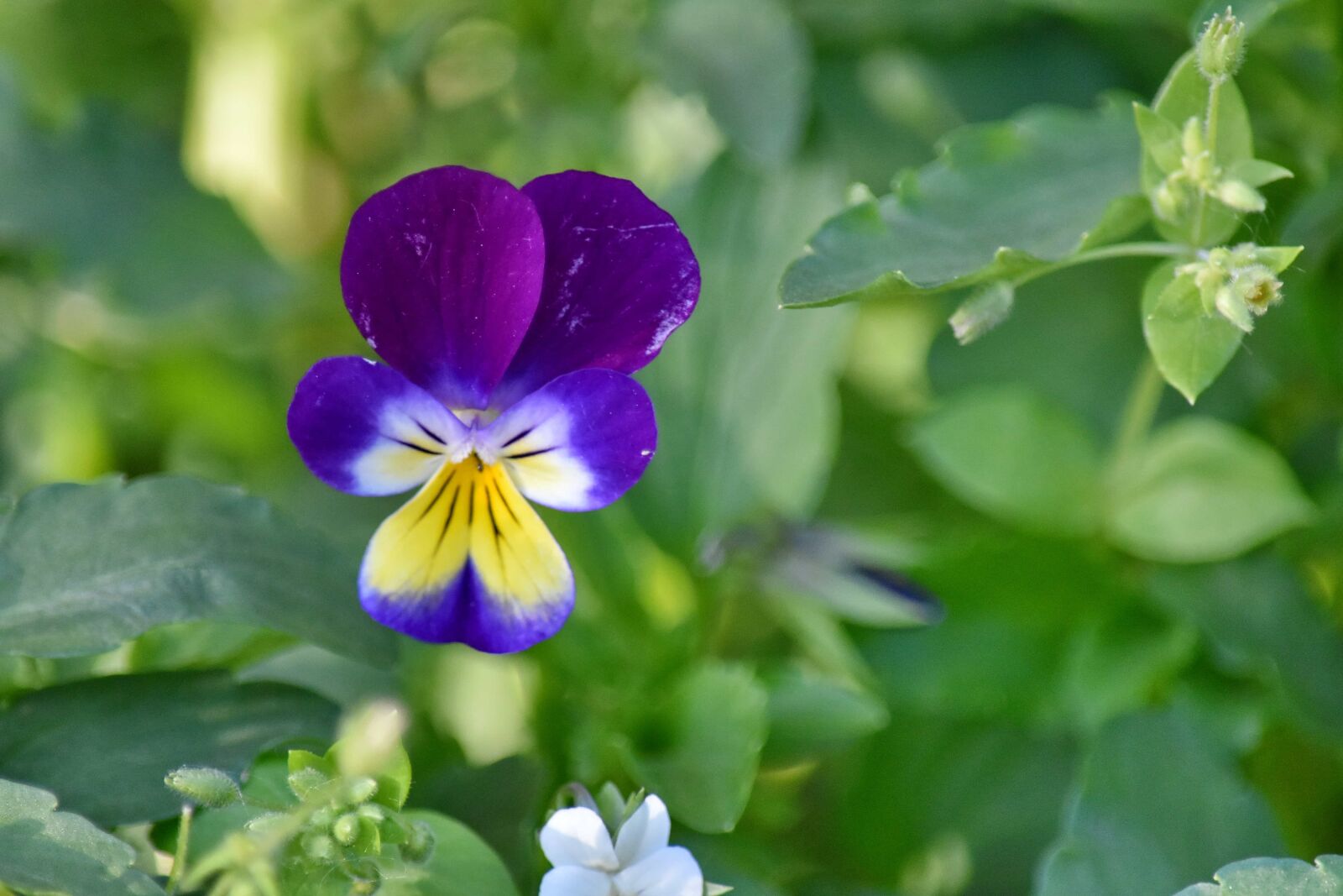 Nikon D5500 sample photo. Plant, herb, flora, flowers photography