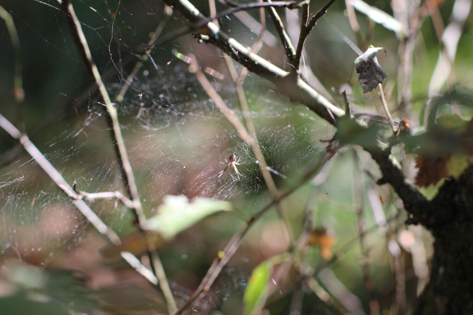 Canon EOS 600D (Rebel EOS T3i / EOS Kiss X5) + Canon EF 50mm F1.4 USM sample photo. Araneus, spider, cobweb photography