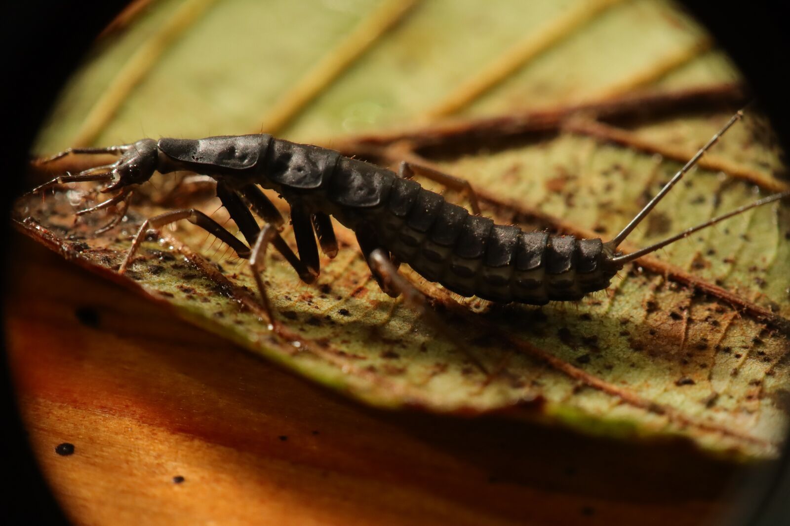 Canon EF-M 15-45mm F3.5-6.3 IS STM sample photo. Insect, dermáptera, nature photography