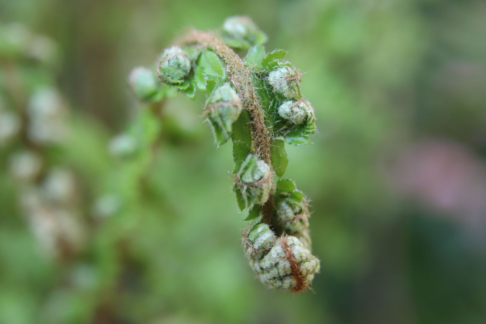 Canon EOS 800D (EOS Rebel T7i / EOS Kiss X9i) sample photo. Fern, green, garden photography