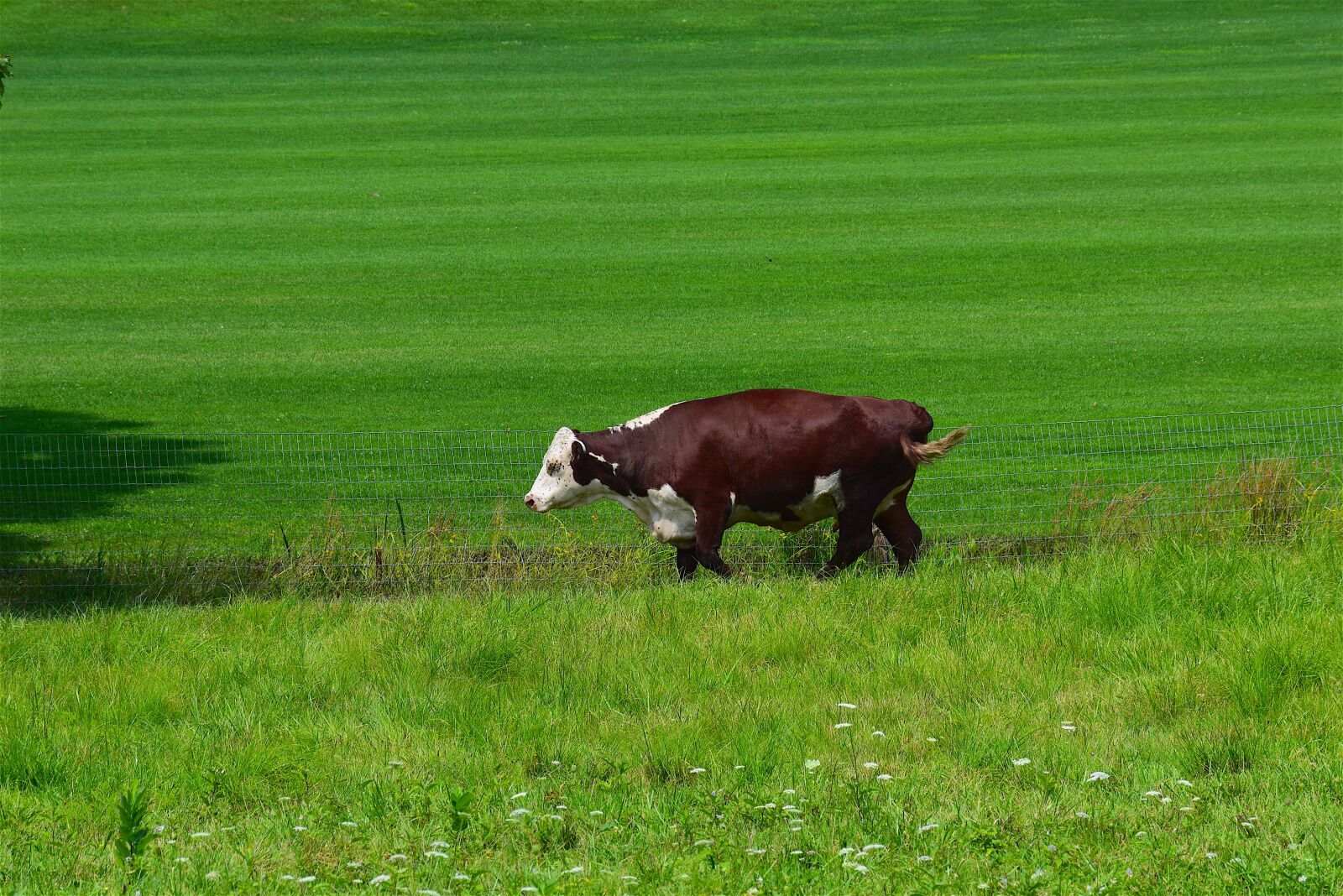 Nikon D3300 sample photo. Cow, animal, cute photography