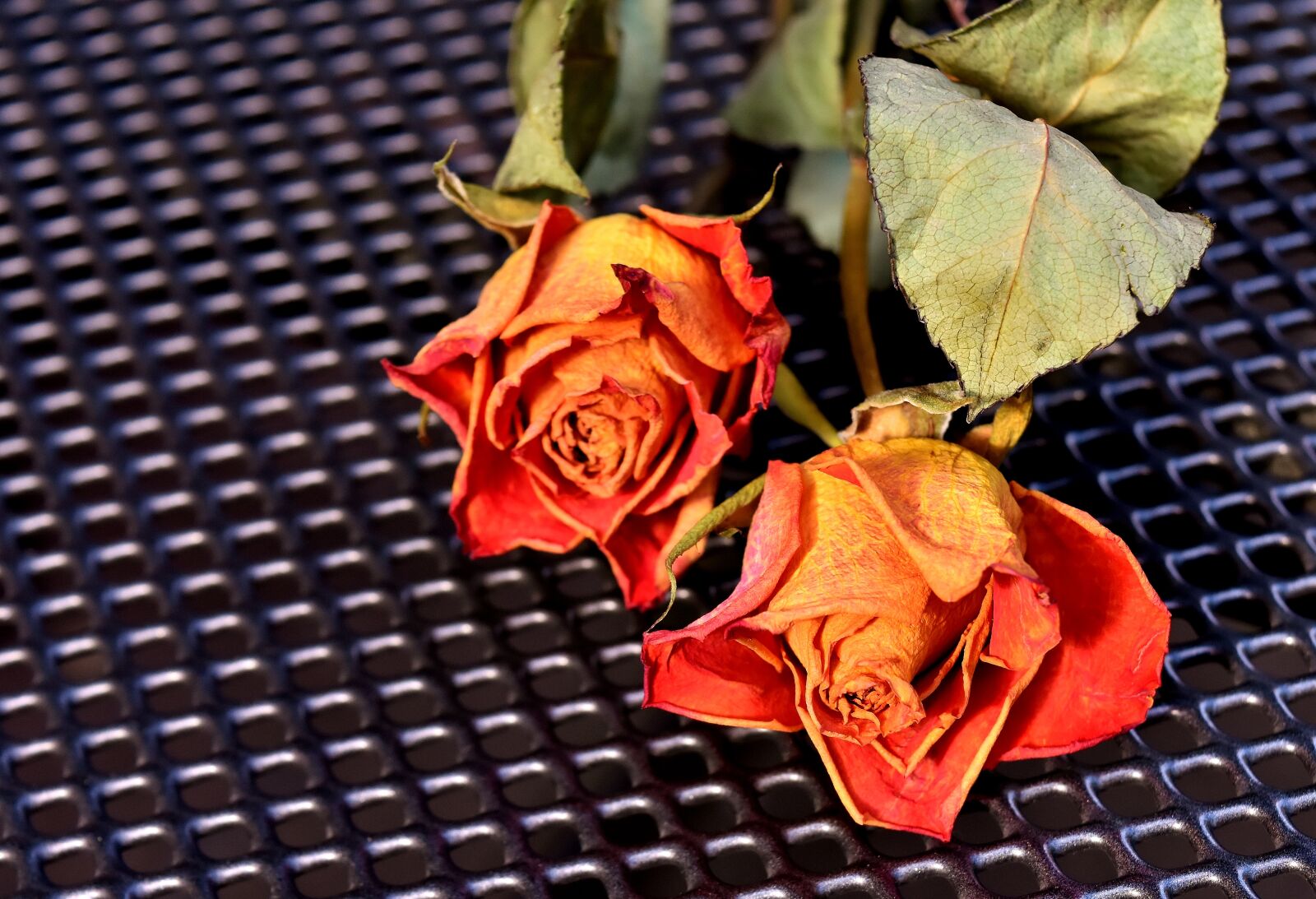 Nikon D7200 sample photo. Roses, dried, trockenblume photography