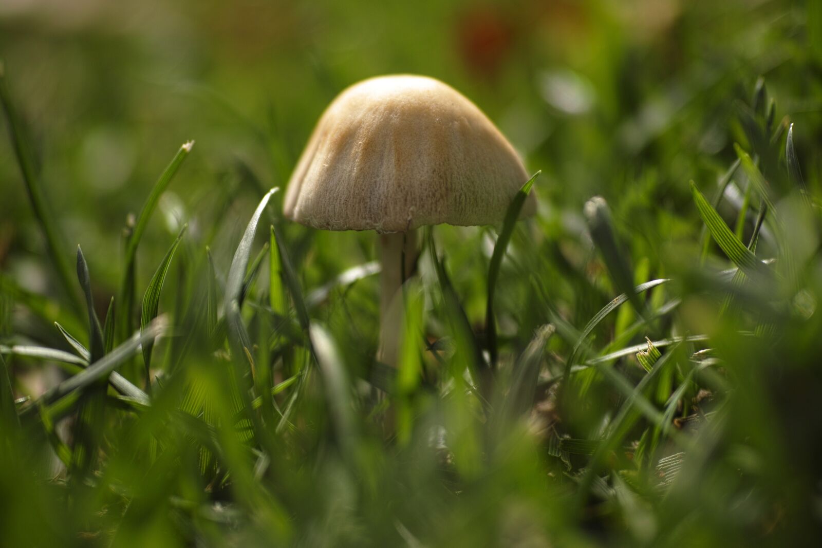 Sigma DP3 Merrill sample photo. Mushroom, plant, little photography
