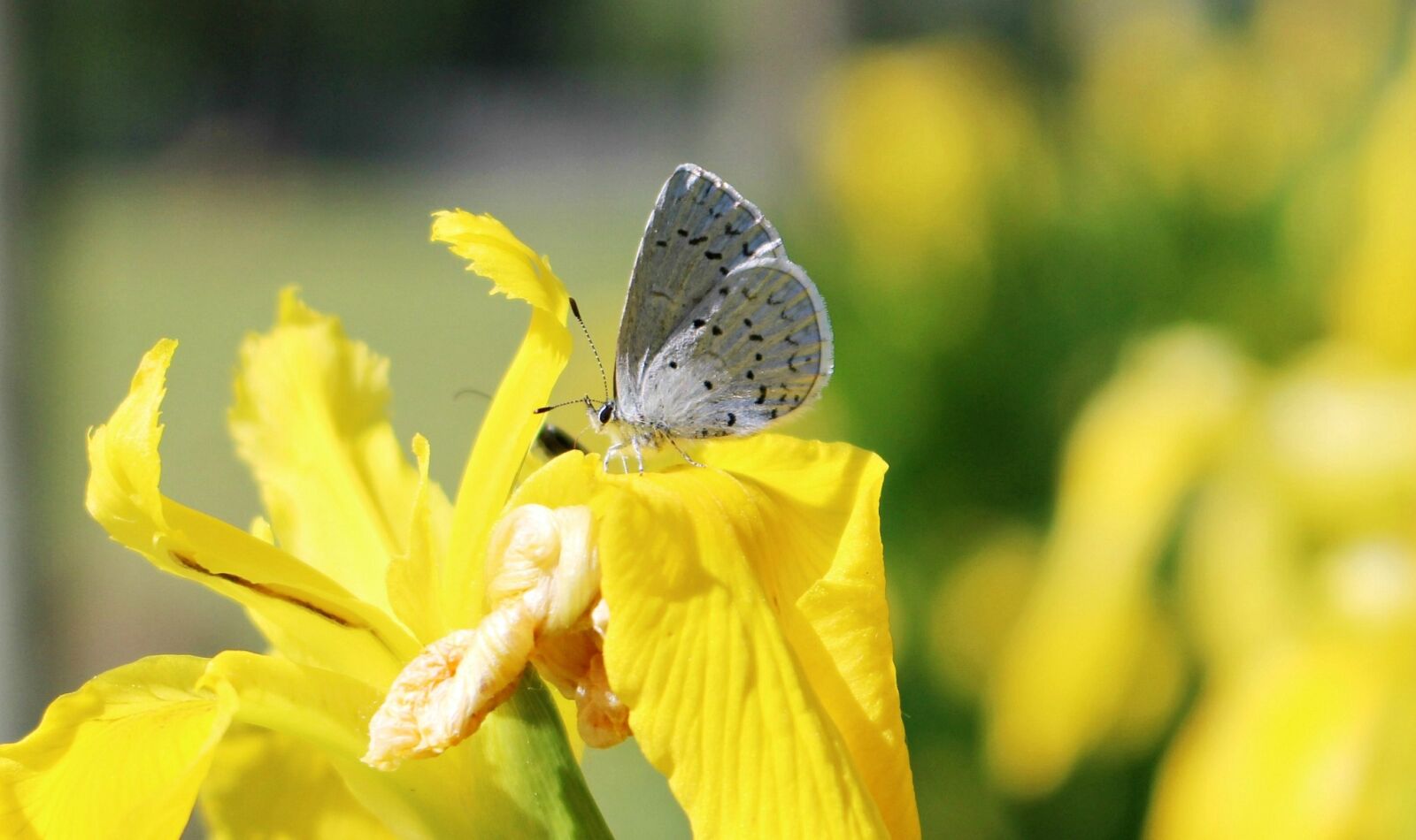 Canon EOS 100D (EOS Rebel SL1 / EOS Kiss X7) sample photo. Butterfly, nature, insect photography