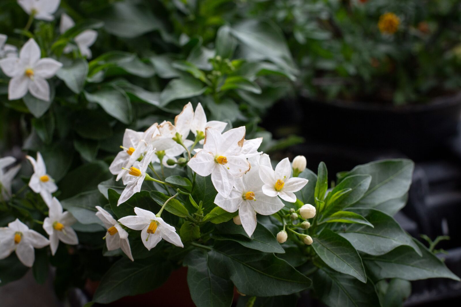 Nikon D7100 sample photo. Flowers, white, spring photography