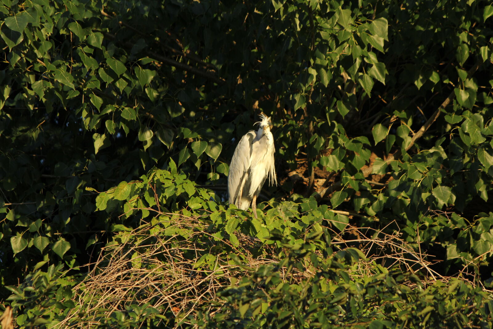 Canon EF-S 55-250mm F4-5.6 IS sample photo