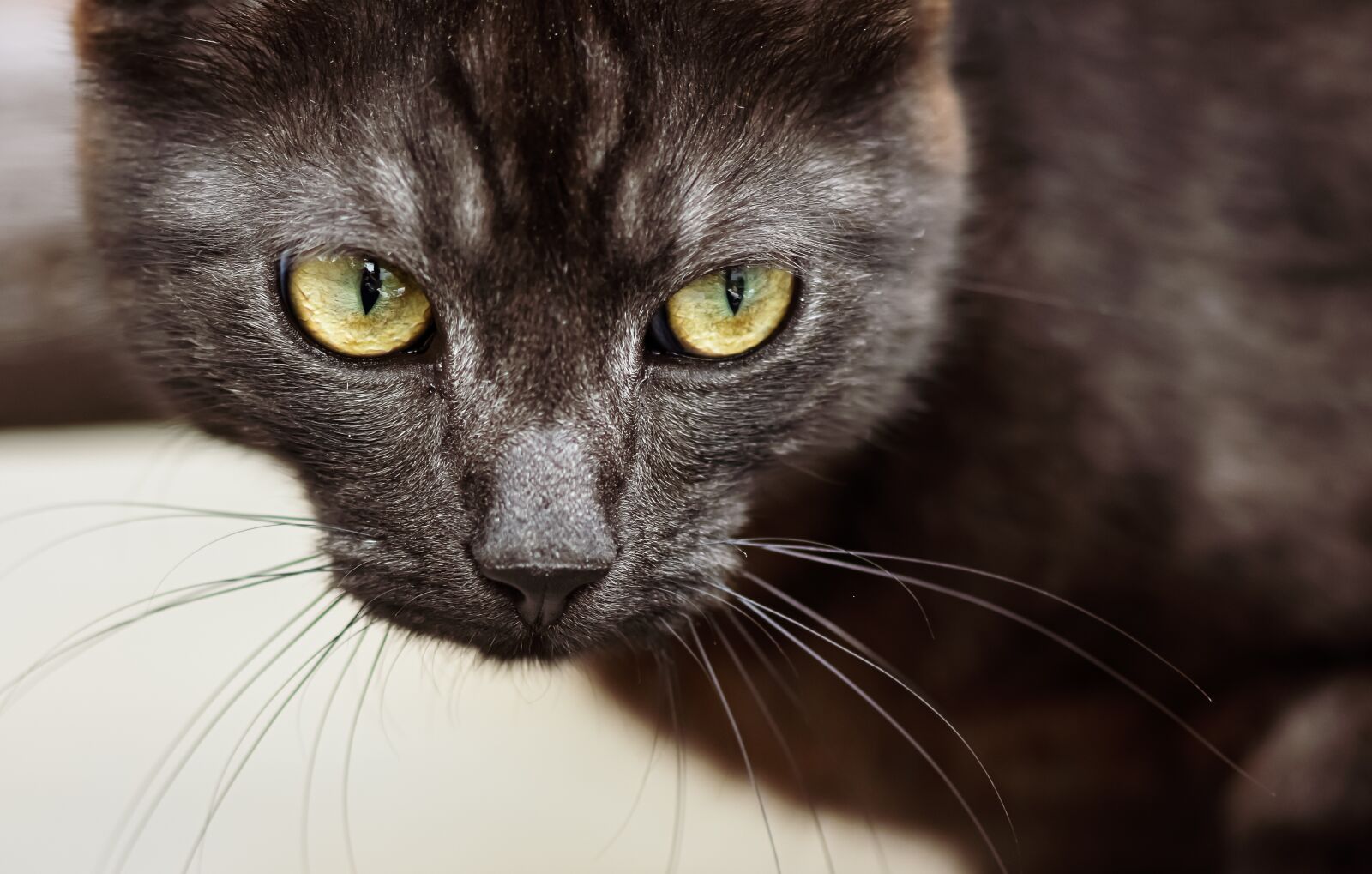 Nikon D7200 sample photo. Cat, pet, domestic cat photography