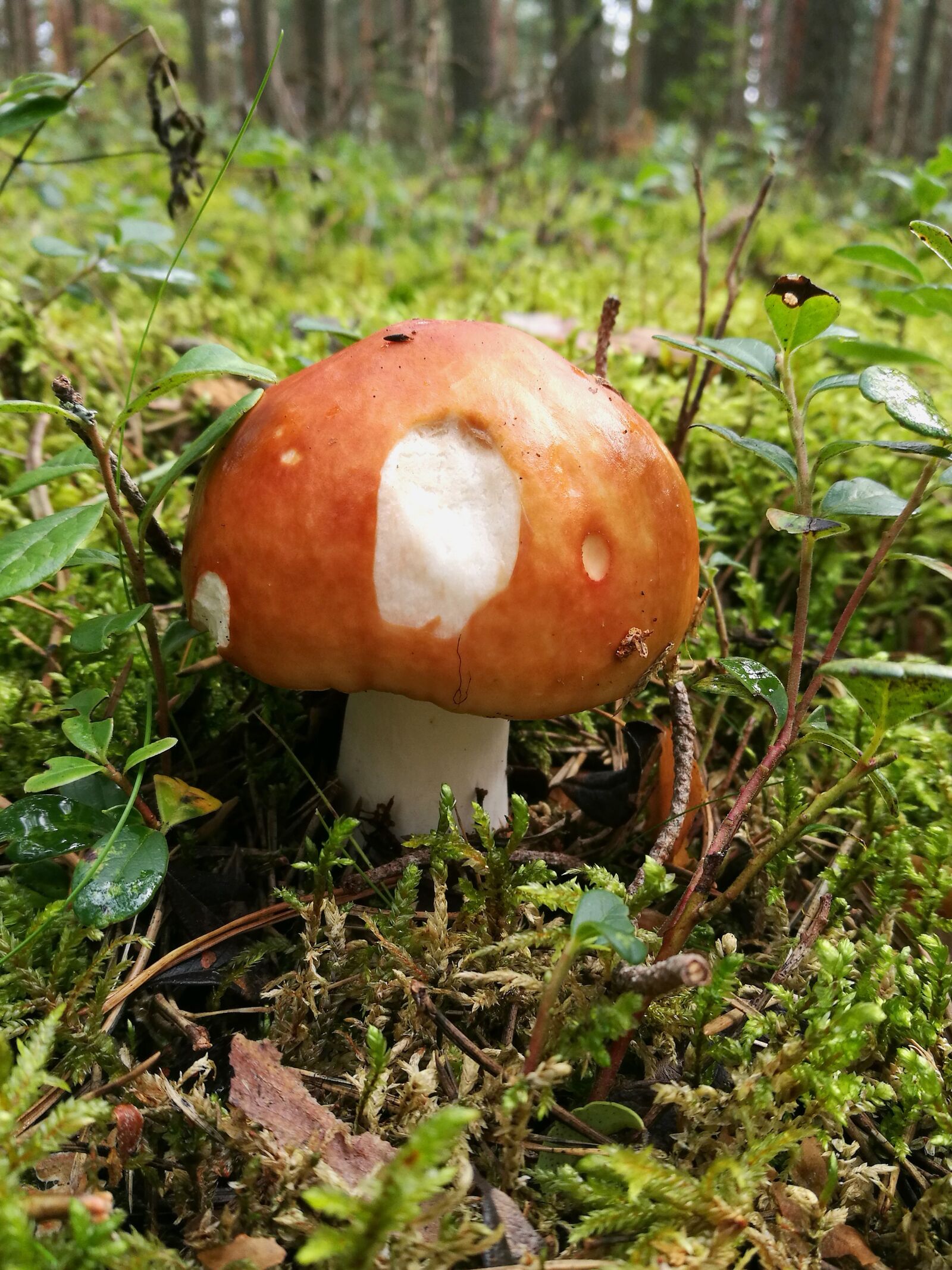 HUAWEI P9 sample photo. Mushroom, forest, macro photography
