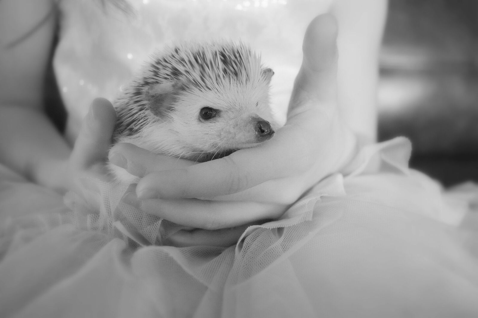 Nikon D3300 sample photo. Hedgehog, cute, animal photography