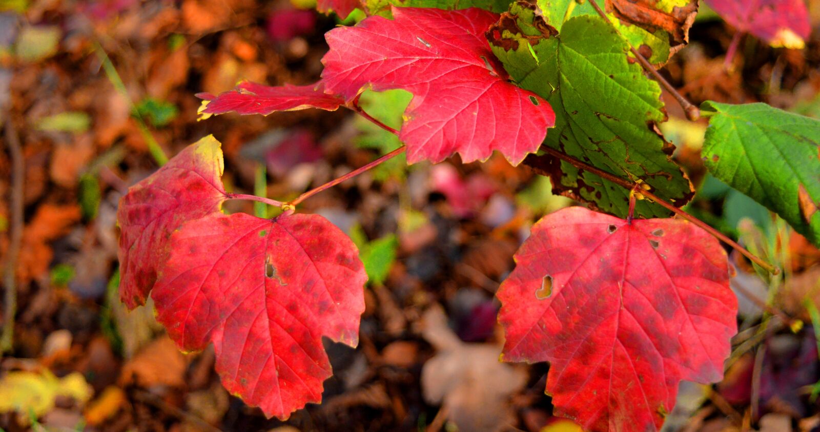 Nikon D3200 sample photo. Fall leaves, red, nature photography