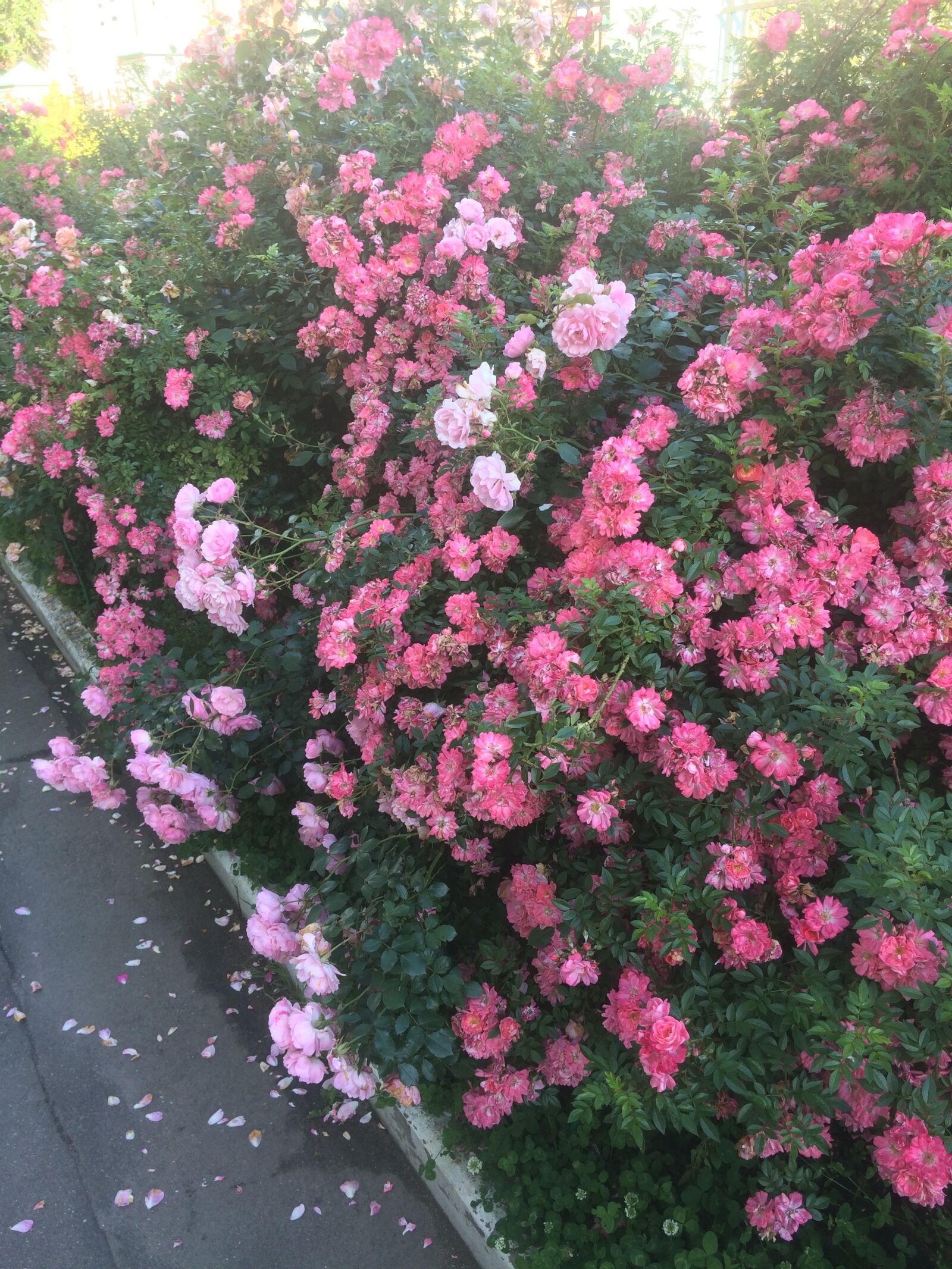iPhone 5s back camera 4.15mm f/2.2 sample photo. Flowers, bush, the bushes photography