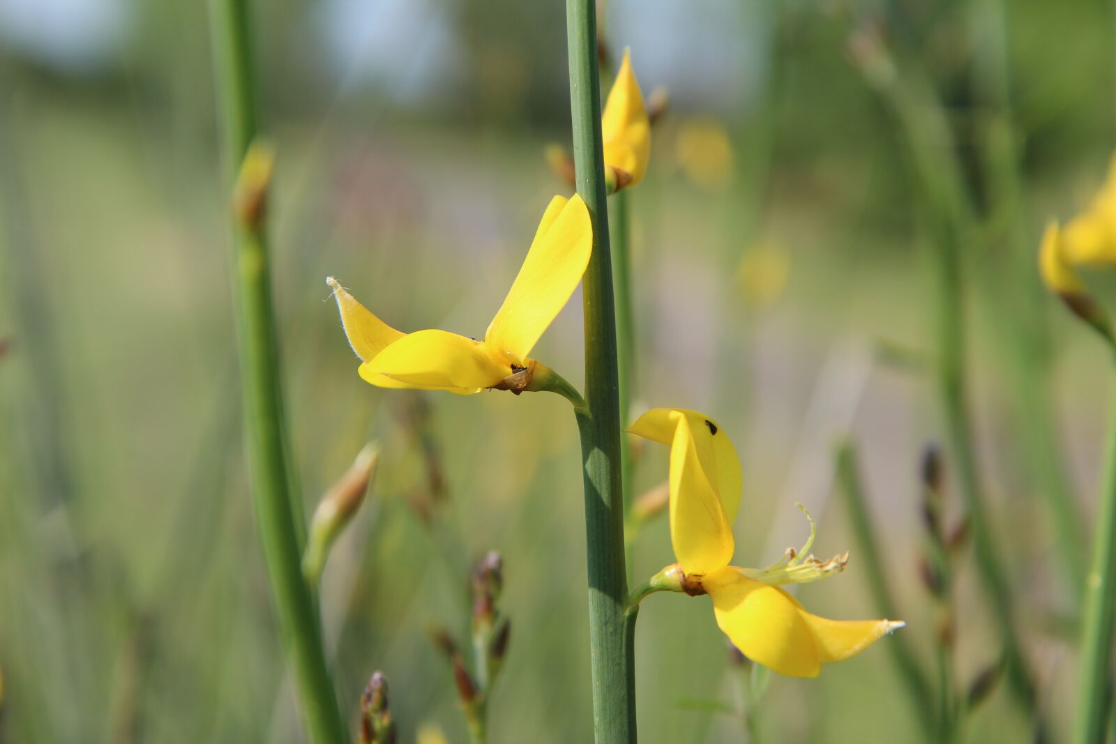 Canon EOS 600D (Rebel EOS T3i / EOS Kiss X5) sample photo. Broom, broom yellow, scotch photography