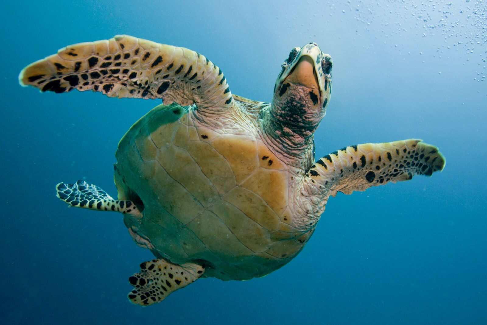 Canon EOS-1Ds Mark II sample photo. Turtle, tortoise, sea photography